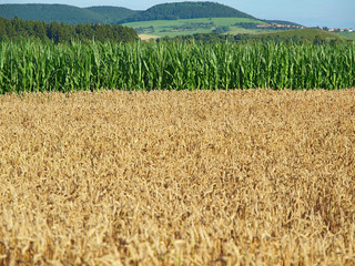intercropping