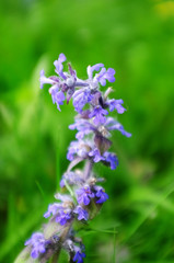 Fototapeta premium lilac summer flower