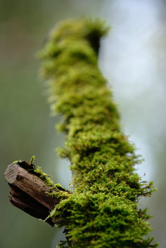 green moss on the snag