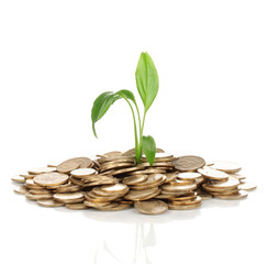 Golden coins and plant isolated on white