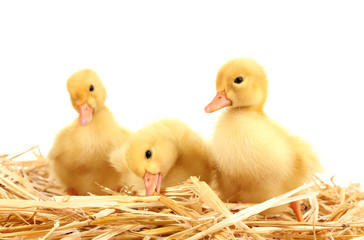 Three duckling on straw isolated on white