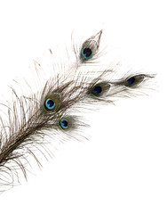 Naklejka premium Peacock Feathers on white background
