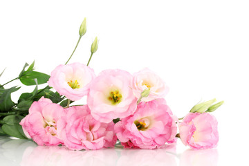 bouquet of eustoma flowers, isolated on white