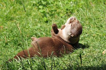 loutre d'asie
