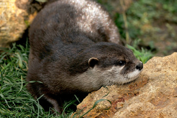 loutre d'asie