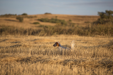 side view of english setter