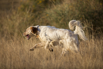 side view of english setter