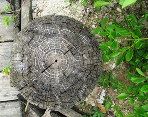 tronco en una esquina del jardin