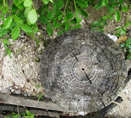 el viejo tronco en el jardin