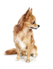 red chihuahua dog looking right