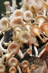 Lentinus polychrous Lev. - Mushrooms in farmland
