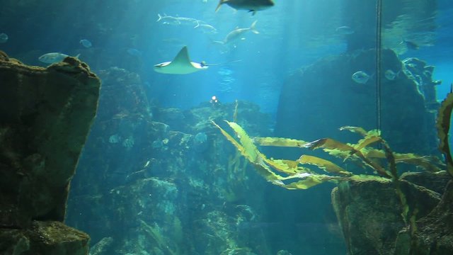marine aquarium and marine life