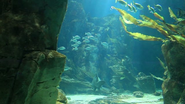 marine aquarium and marine life