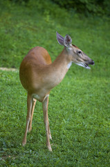 Obraz premium Yelling doe