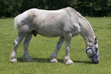 Obraz premium Big horse