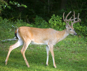 Big whitetail buck