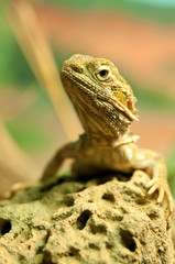 Lizard
