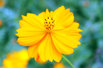Yellow flower 