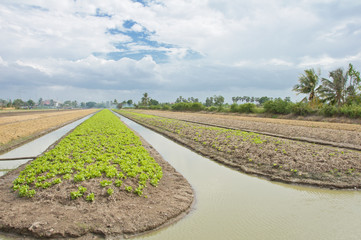 A lush field of lettuce farm must be irrigated.