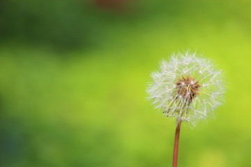 Obraz premium タンポポの綿毛