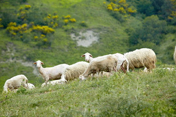 a flock of sheep grazing on the hill