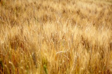 Yellow grain ready for harvest growing in a Tuscany  farm field