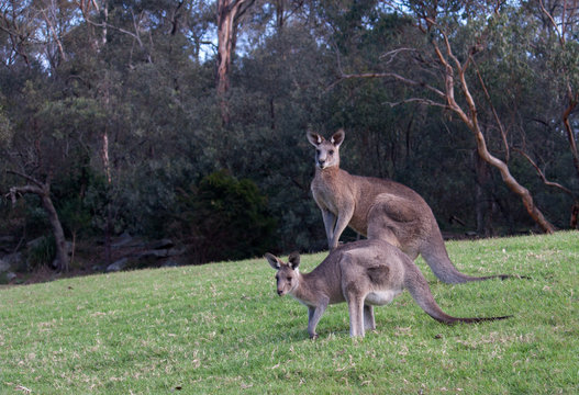 Two Australian kangaroos standing in grass field