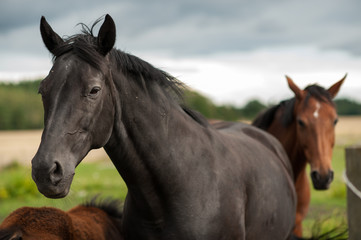 Obraz na płótnie Canvas Czarny koń w szwedzkiej wsi