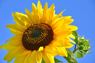 Sonnenblume: Farbe des Sommers