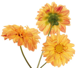 Decorative yellow flower.Floral design