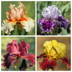 multicolor bearded iris set, images from Garden of Iris in Flore
