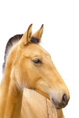 Closeup of a horse