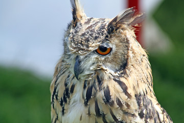 stunning owl
