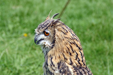 stunning owl