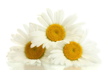 beautiful daisies flowers isolated on white