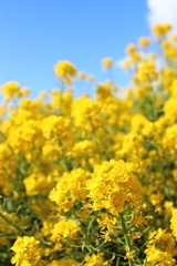 Fototapeta premium 菜の花