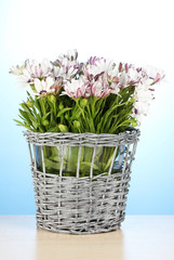 bouquet of beautiful summer flowers in wicker vase,