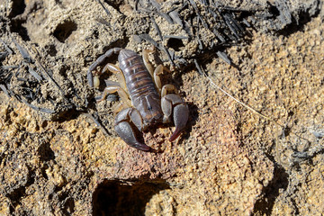 opisthacanthus madagascariensis, isalo