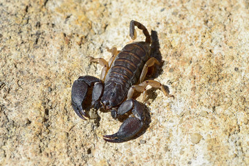 opisthacanthus madagascariensis, isalo