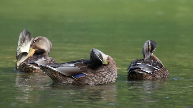 enten morgen retuale
