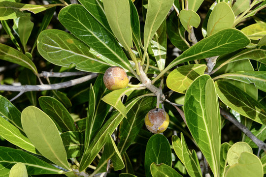 tapia tree, isalo