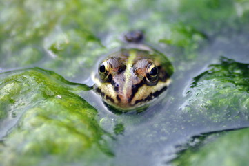 Frösche im Weiher