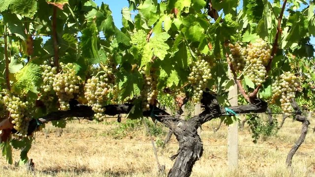 Grappoli di uva bianca - Trebbiano - White Grapes