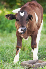 Naklejka na ściany i meble Krowa stoi w trawie