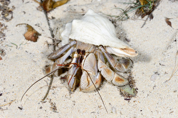 hermit crab, ifaty