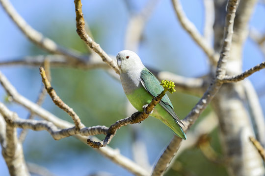 grey-headed lovebird, ifaty