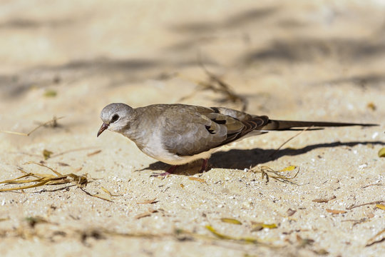 Namaqua Dove, Ifaty