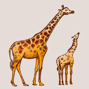 picture Giraffe Art