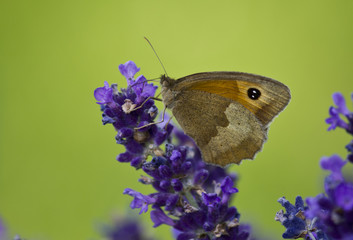 Obraz premium Meadow Brown Butterfly