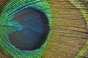 Obraz premium Peacock feather background.